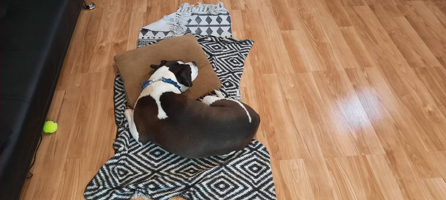 Dog in safe, supervised environment